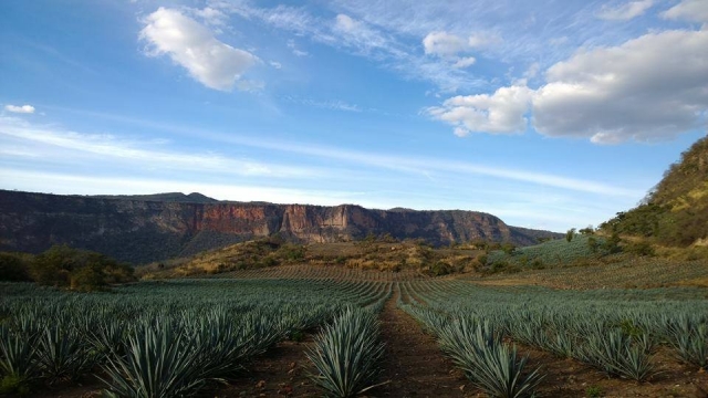 agave azul